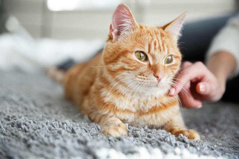 Mourovatá kočka leží na koberci a je hlazena rukou.