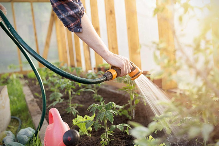 Osoba zalévá rostliny ve skleníku zahradní hadicí
