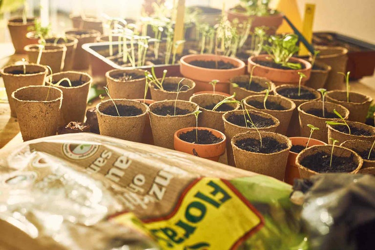 Květináče na sadbu se sazenicemi a balení zeminy na stole.
