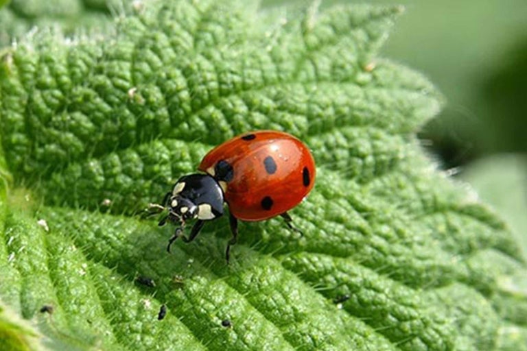 Beruška na listu pro kontrolu škůdců v zahradě