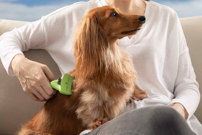 Osoba kartáčuje jezevčíka kartáčem na srst.