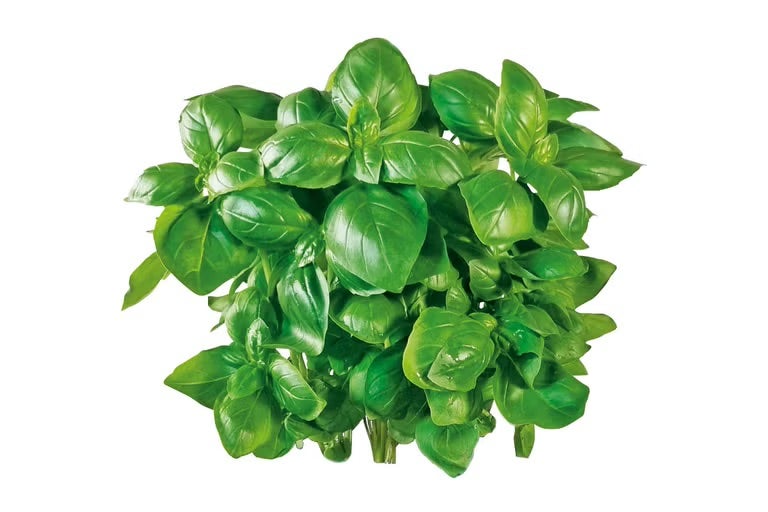 Detail keříčkové bazalky