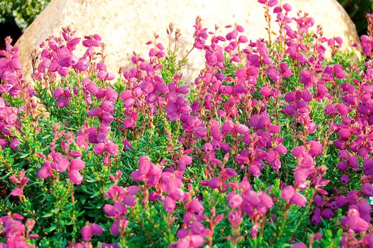 Detailní záběr irského vřesu v zahradě.