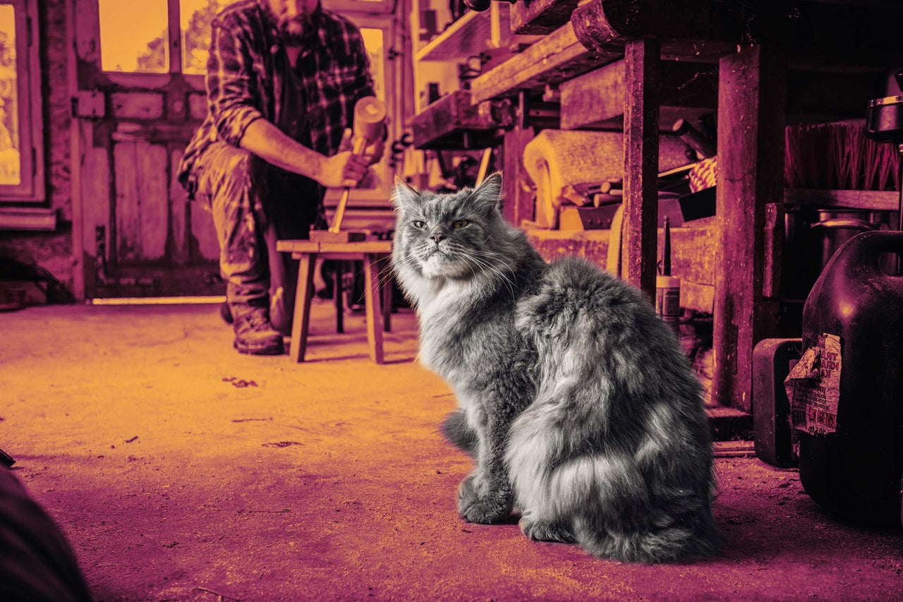 Uvodní obrázek - Kočka sedící v dílně