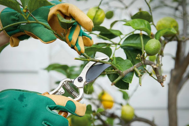 Zahradničení se zahradnickými nůžkami na citroníku se zahradními rukavicemi