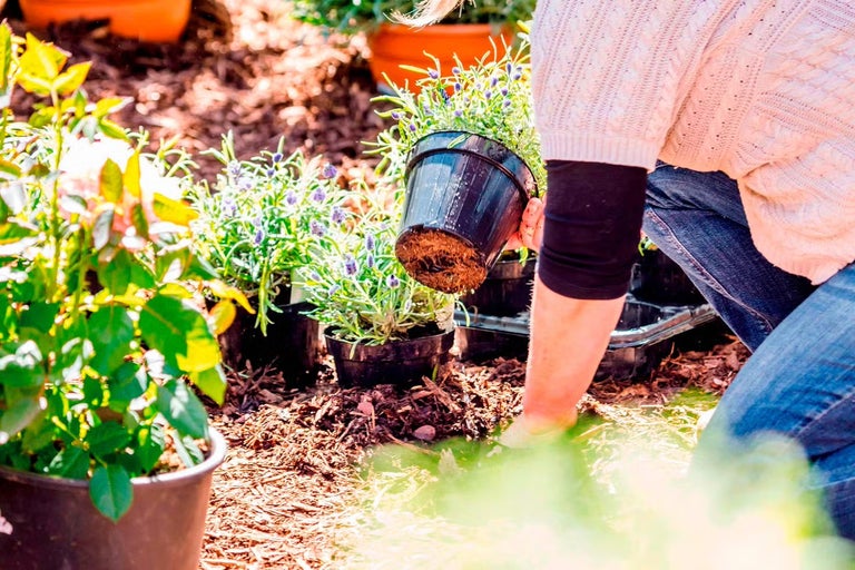 Pěstování levandule: Jak mít na zahradě kousek Provence