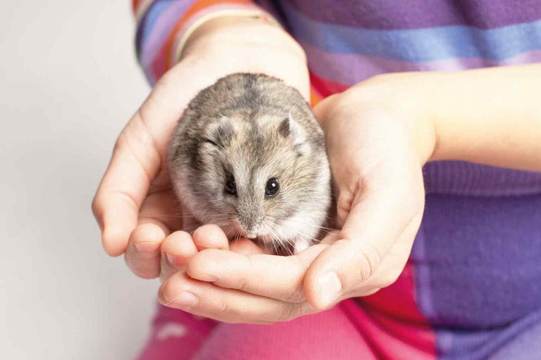 Šedý křeček džungarský sedí v rukou