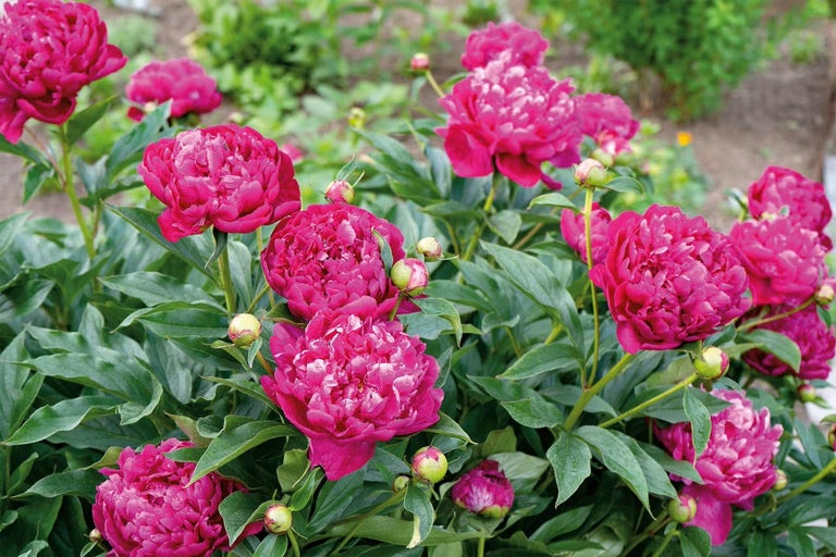 Jak pěstovat pivoňky, aby měly bohaté květy rok co rok