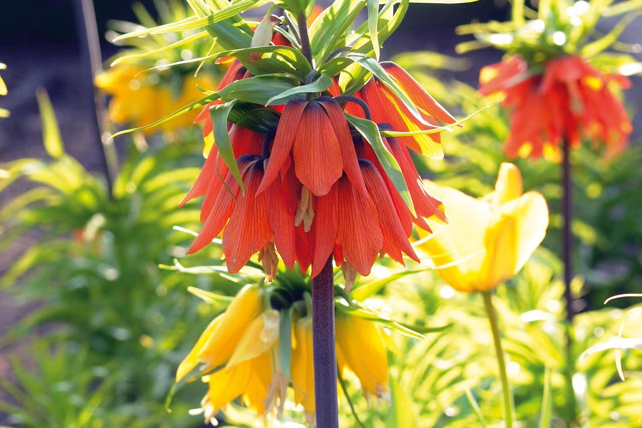 Květina řebčíku královského s listy