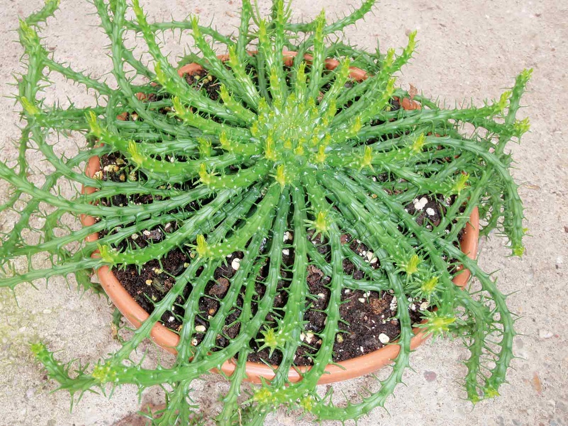 Sukulent Euphorbia Decaryi v květináči