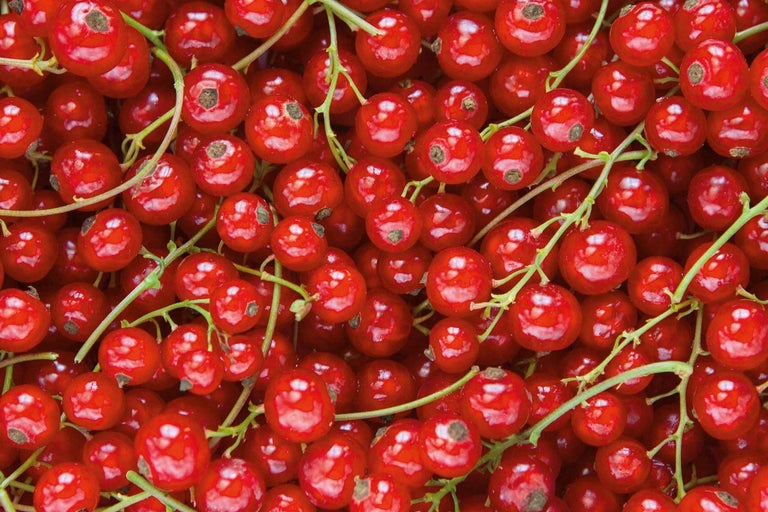 Detailní záběr rybízu