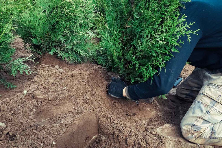 Osoba sází túji do země.