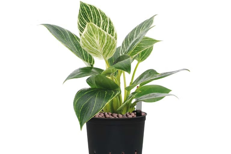 Pokojová rostlina Philodendron Birkin v černém květináči