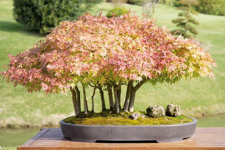 Acer palmatum (japonský javor vějířovitý)
