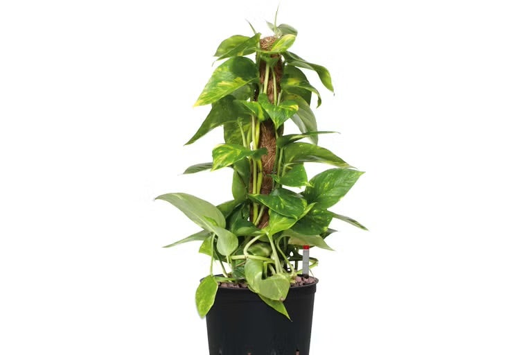 Šplhavnice na mechové tyči v květináči