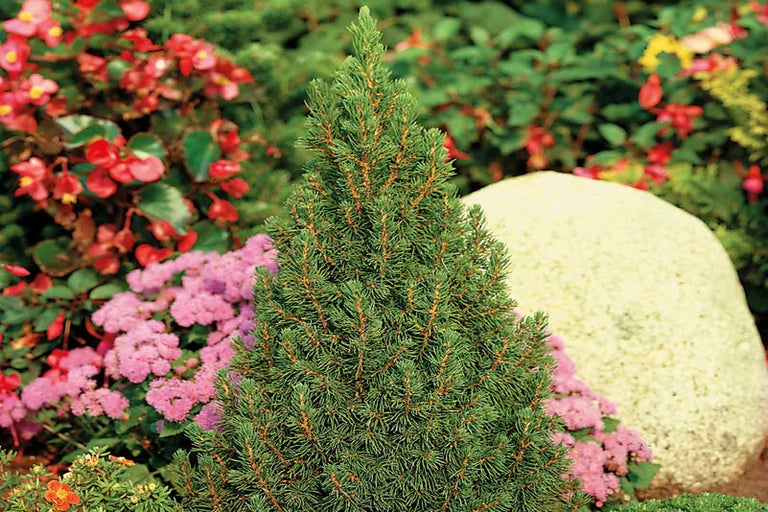 Zakrslý smrk kuželovitý v zahradním záhonu