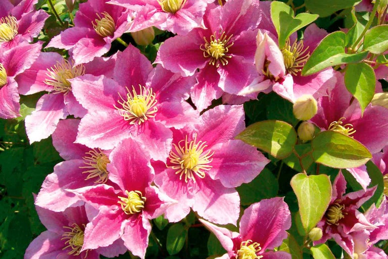 Detail růžových květů plaménku se žlutými tyčinkami