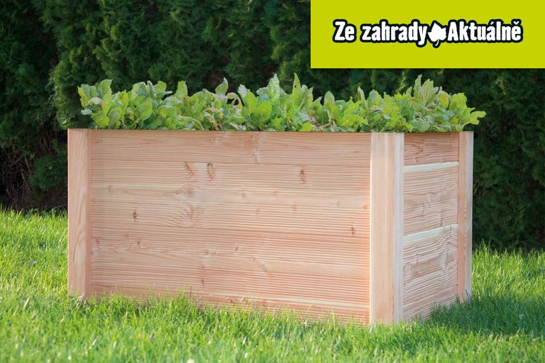Dřevěný vyvýšený záhon se salátem na zahradě