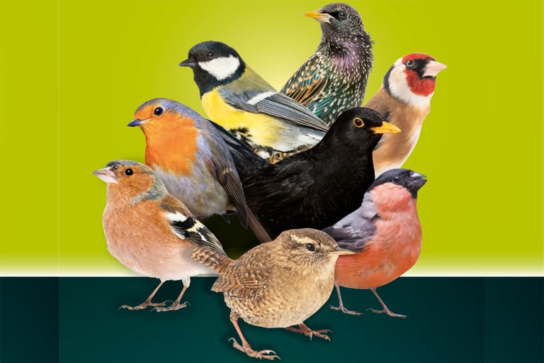 Různí zahradní ptáci