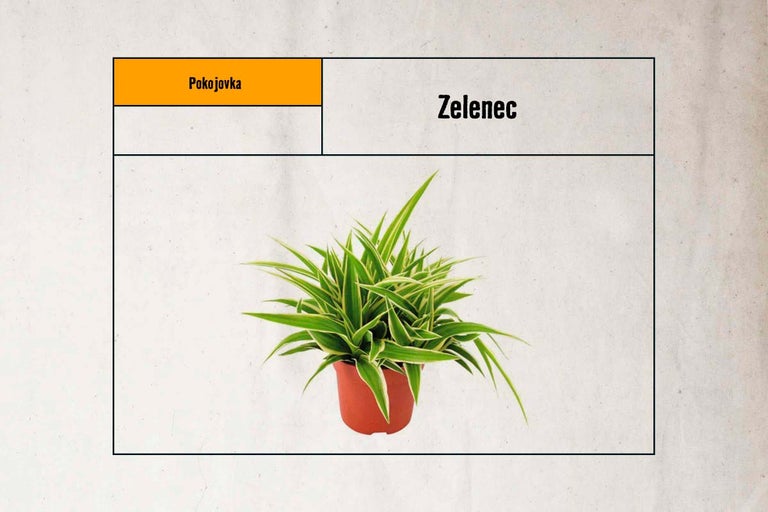 Zelenec v květináči jako pokojová rostlina