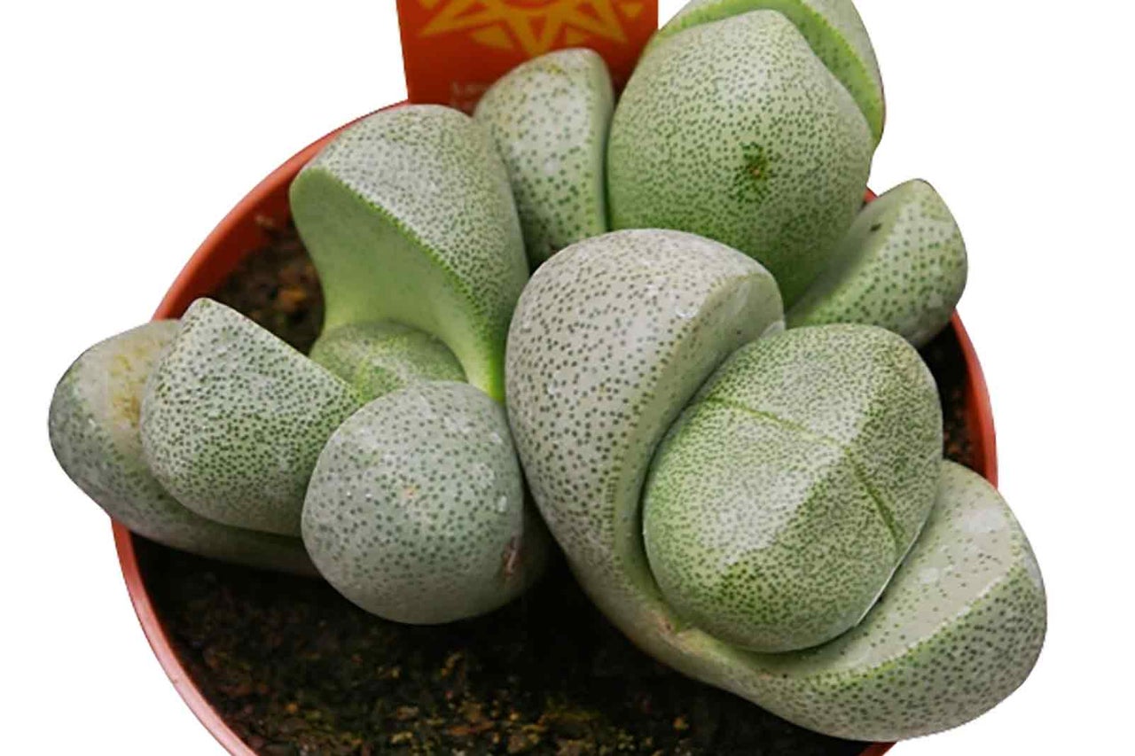 Pleiospilos nelii v květináči