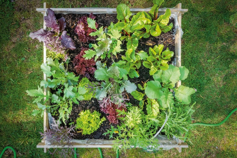 Vyvýšený záhon s různými druhy salátu shora