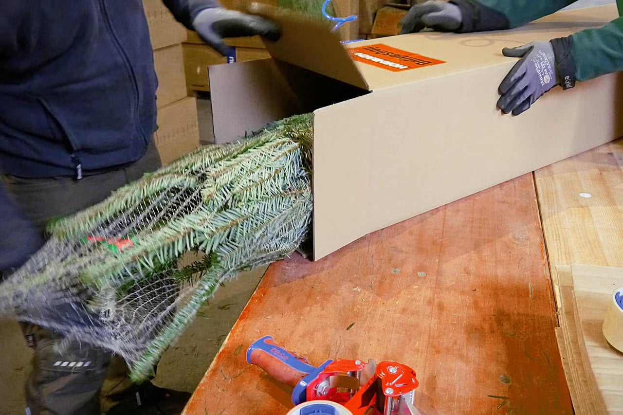 Balená jedle se vkládá do kartonové krabice.