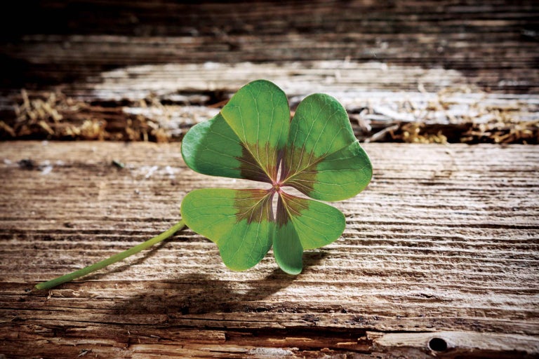 Čtyřlístek na dřevěném pozadí