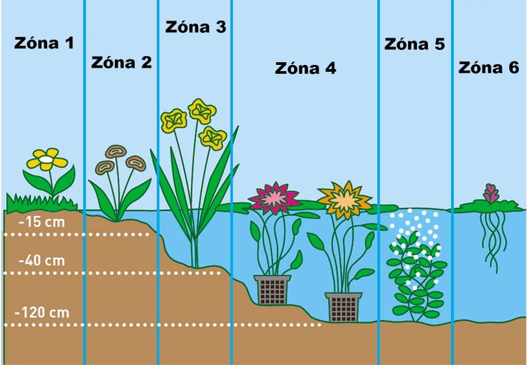 Schéma výsadby jezírka podle zón s různými druhy rostlin