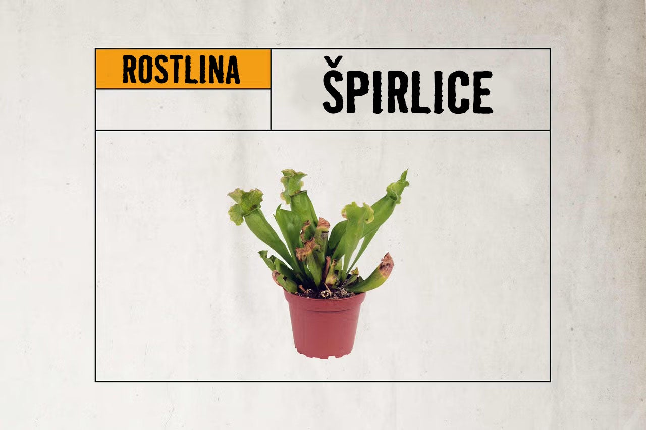 Masožravá rostlina špirlice v malém pěstebním květináči.