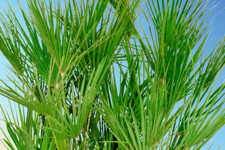 Detail palmových listů