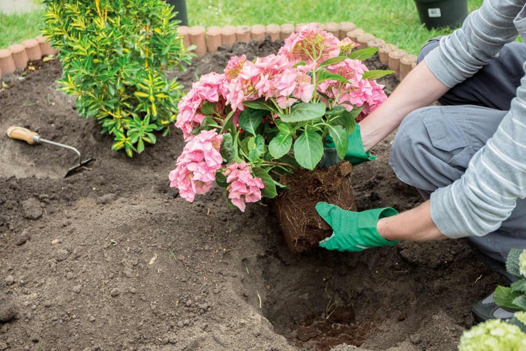 Osoba sází růžovou hortenzii do zahrady s ohraničením záhonu.