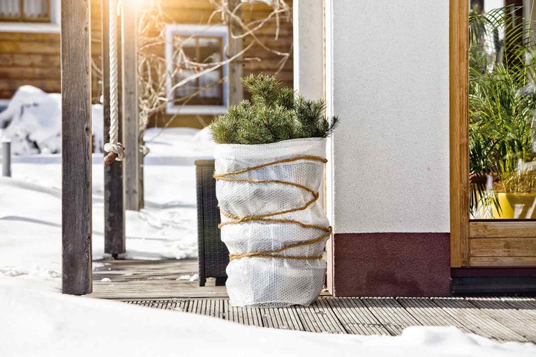 Zasazený jehličnan se zimní ochranou na dřevěné terase v zimě