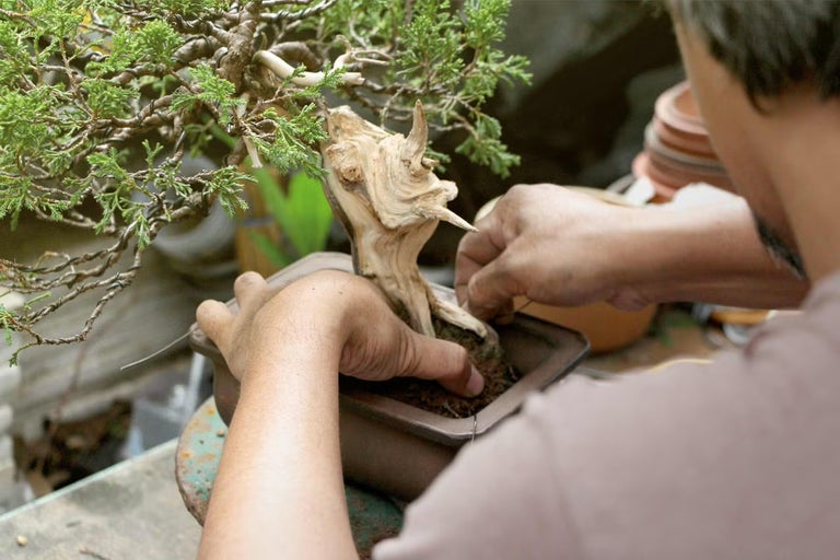 Detailní záběr bonsaje v hnědé misce, kterou aranžuje osoba