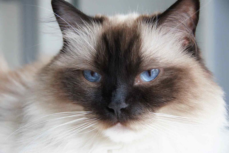 Detailní záběr siamské kočky s modrýma očima