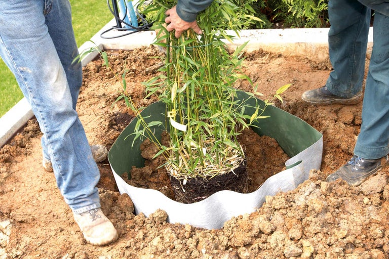 Do země je s kořenovou bariérou zasazen bambus.