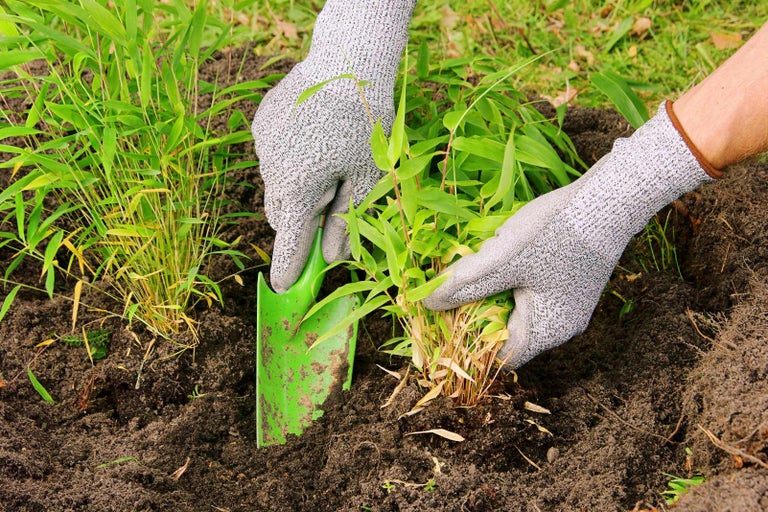 Sázení bambusu lopatkou na zahradě