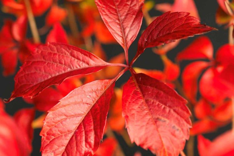 Detail červeného olistění popínavé rostliny