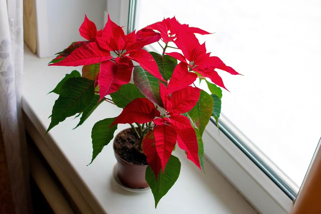 Vánoční hvězda a jak ji pěstovat