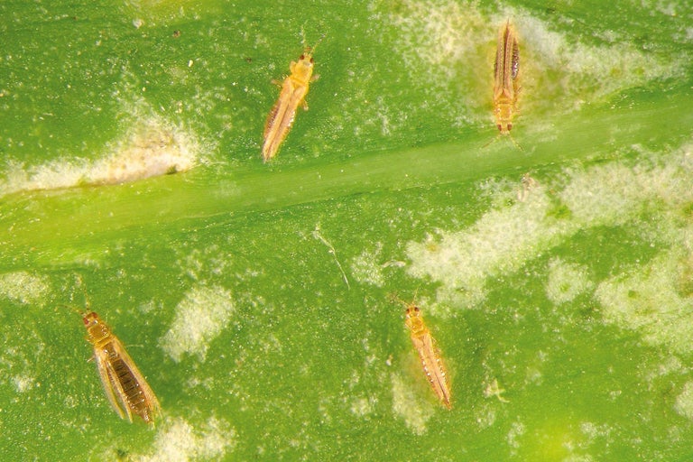 Třásněnky na listu