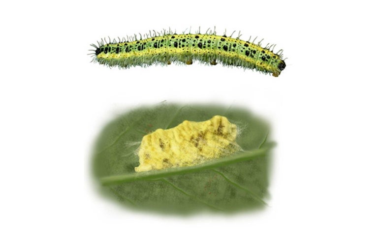 Ilustrace housenky a snůšky na listu