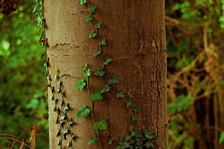 Kmen stromu s břečťanem