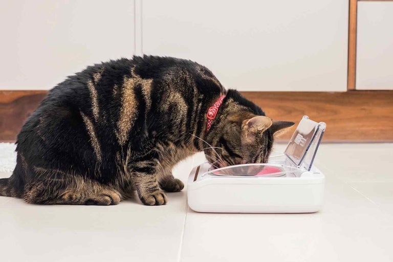 Mourovatá kočka jí z automatického krmítka.