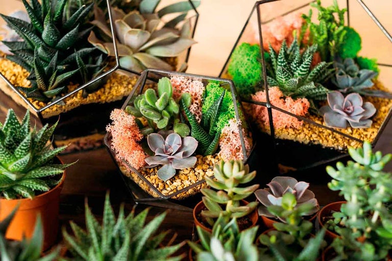 Různé sukulenty v geometrických skleněných nádobách a terakotových květináčích.