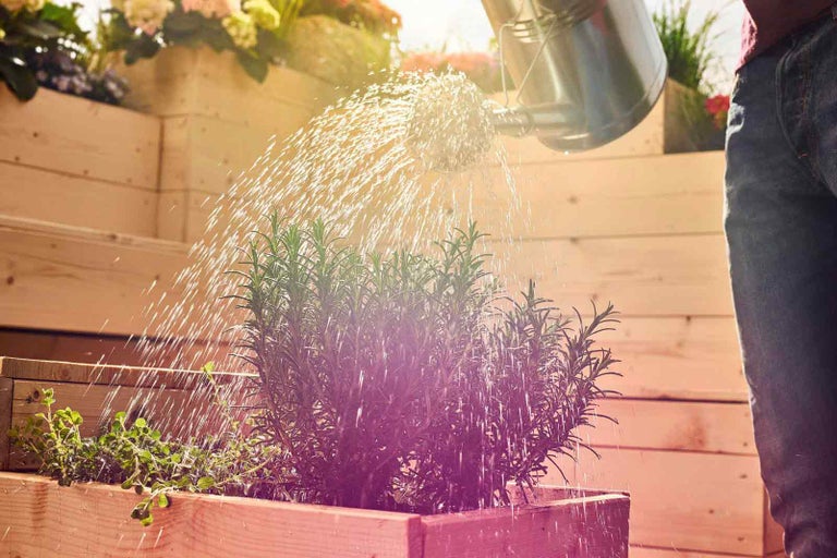 Osoba zalévá bylinky ve vyvýšeném záhonu pomocí konve.