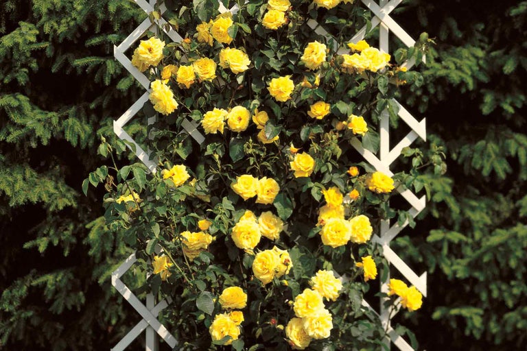 Žlutá popínavá růže na mřížovém rámu