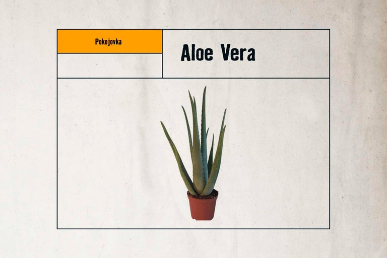 Aloe Vera pokojová rostlina v květináči
