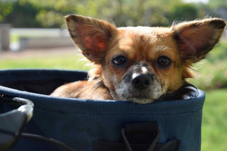 Pes v košíku na kolo