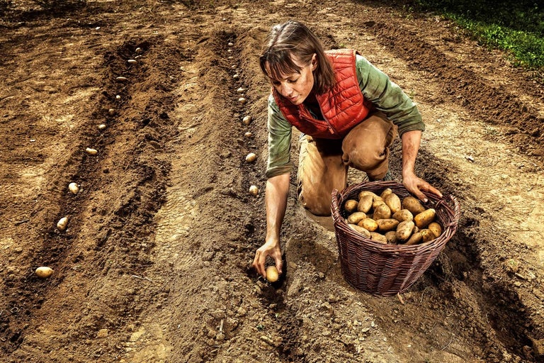 7 tipů, jak sázet brambory, aby byla bohatá úroda