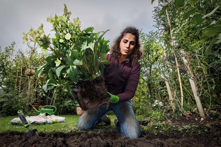 Jak pěstovat čemeřici
